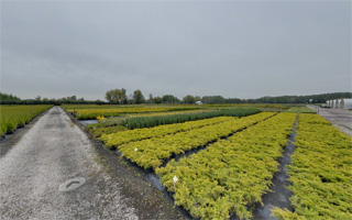 Wirtualny spacer — Szkółkarstwo Ulińscy